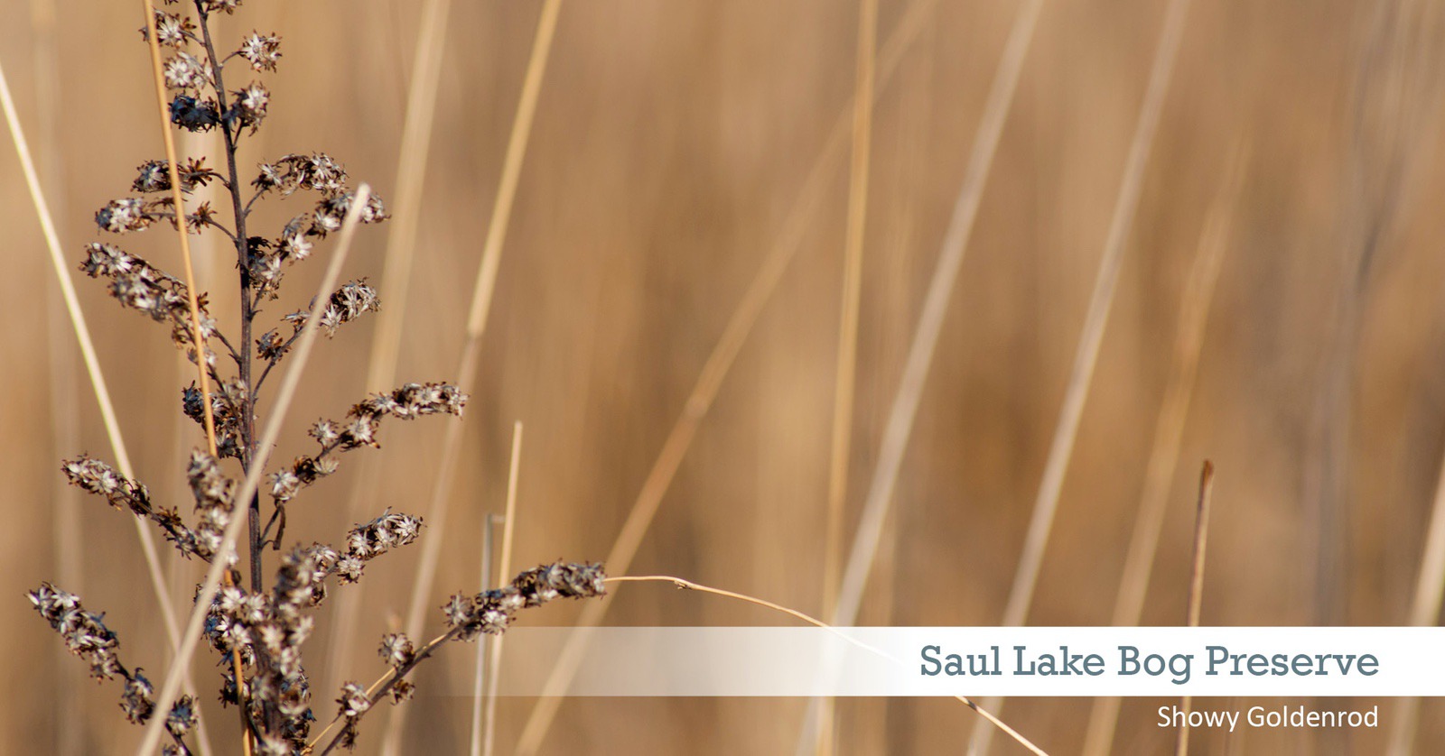 Saul Lake Bog Goldenrod