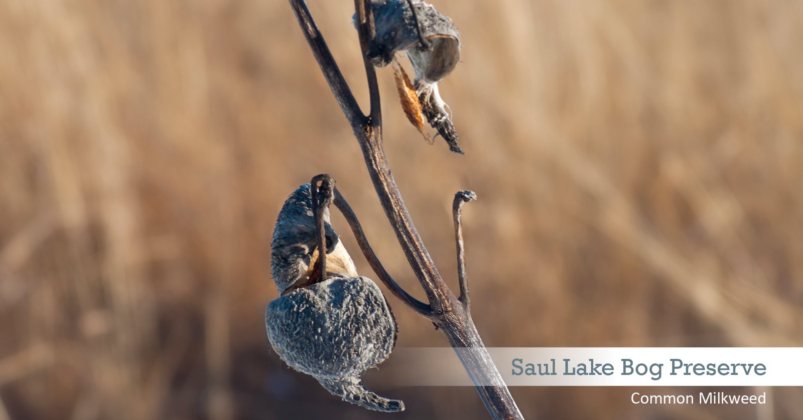 Saul Lake Bog Milkweed