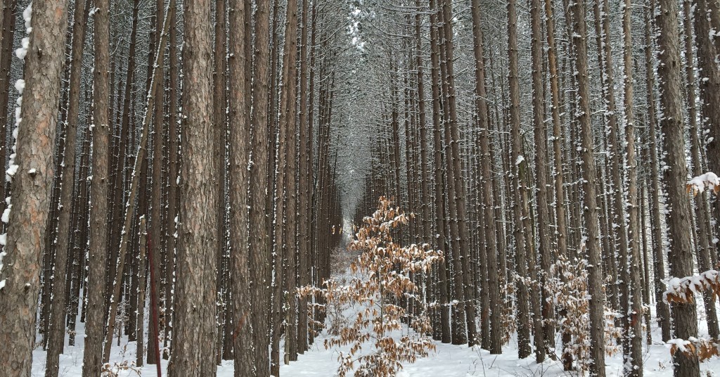 red pine plantation forest