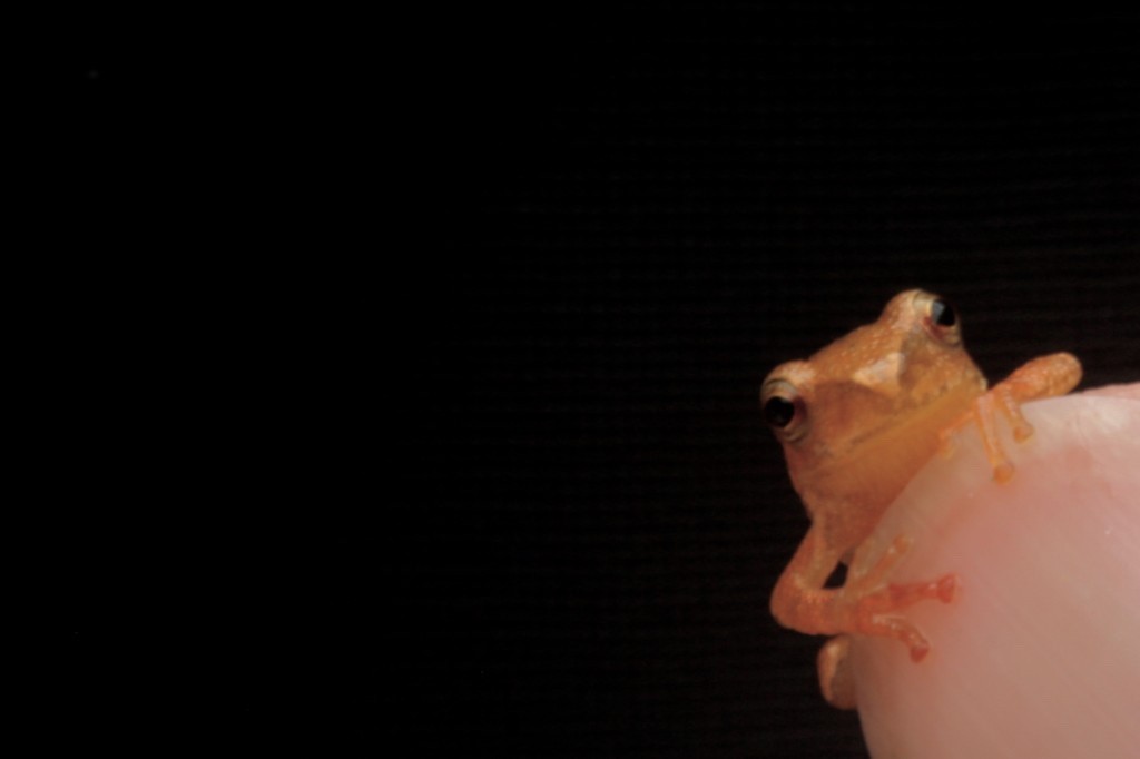 Spring Peeper - Photo by Dwight Baker