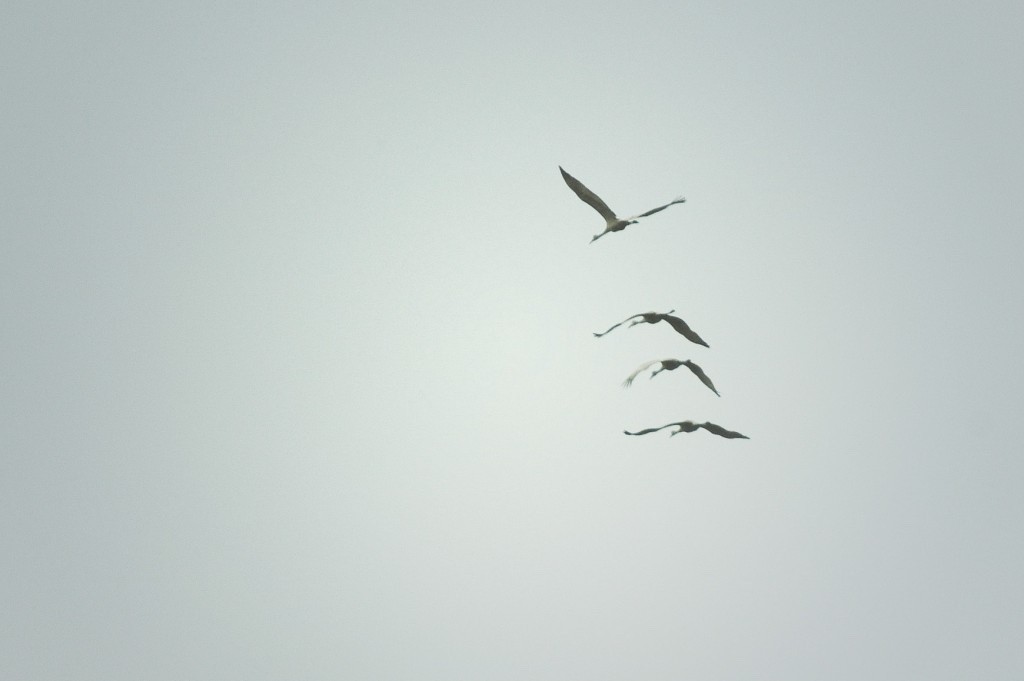 Sandhill Crane Flying