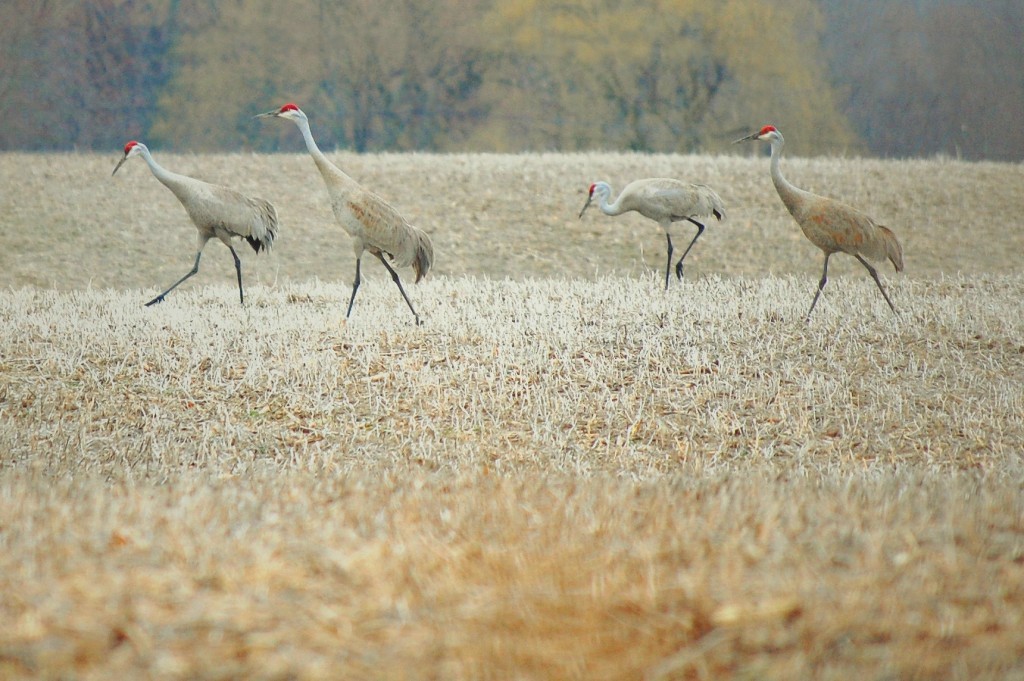 Sandhill Crane in Field