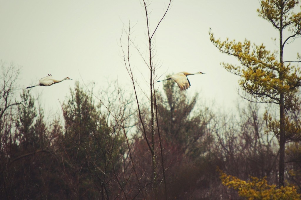 Sandhill Crane over trees