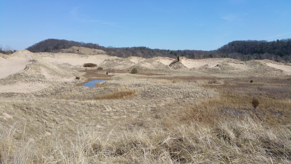 Coastal Dunes Landscape