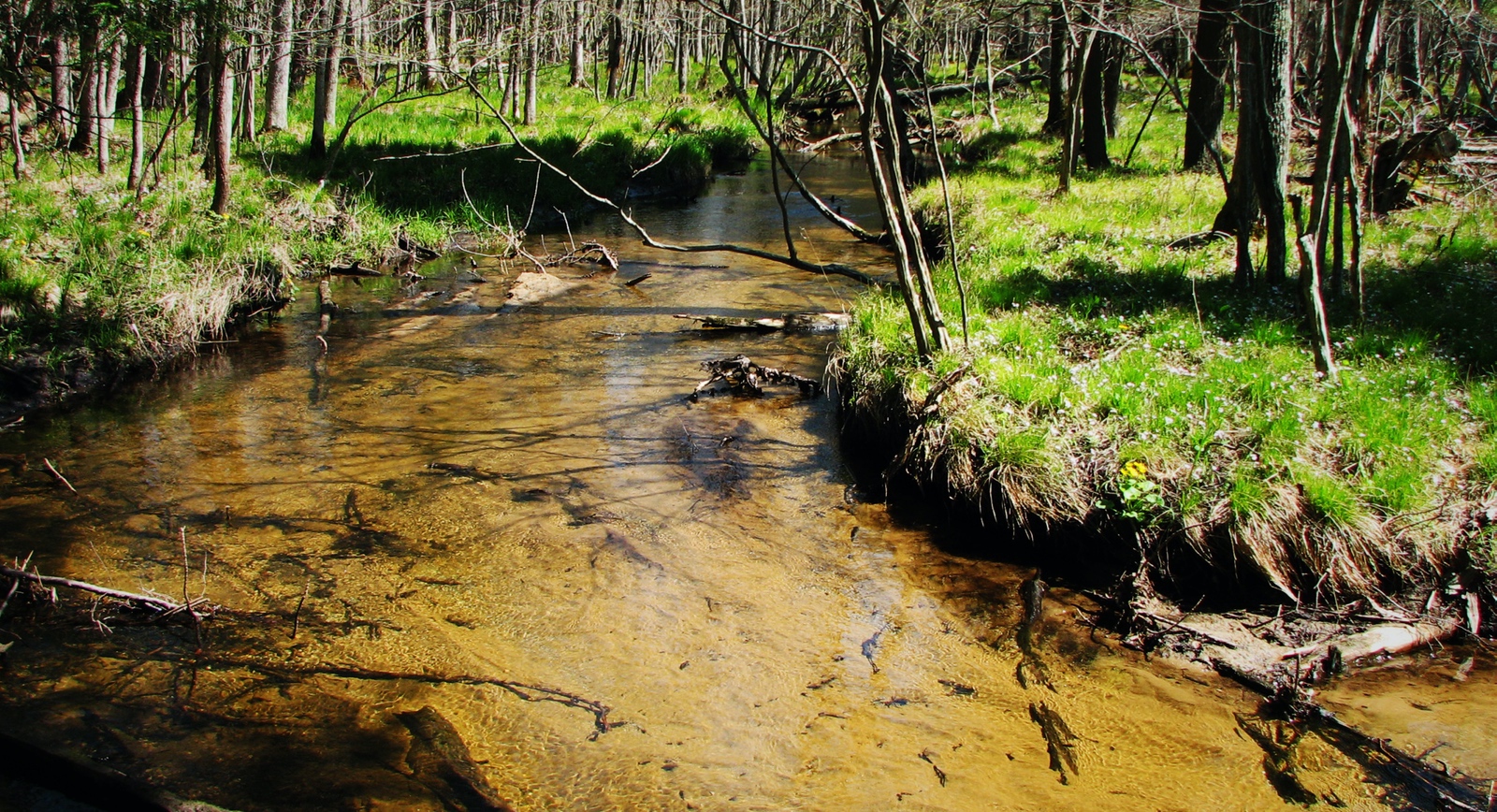 Trout Stream