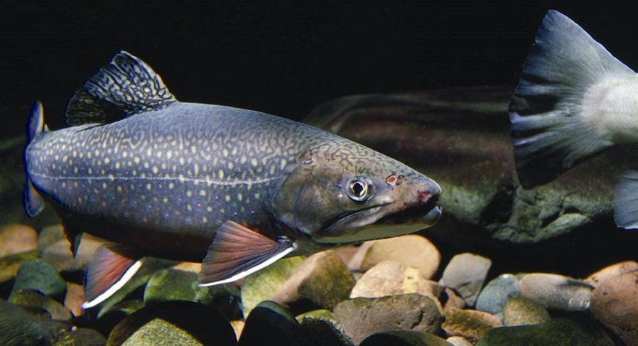 Eastern Brook Trout