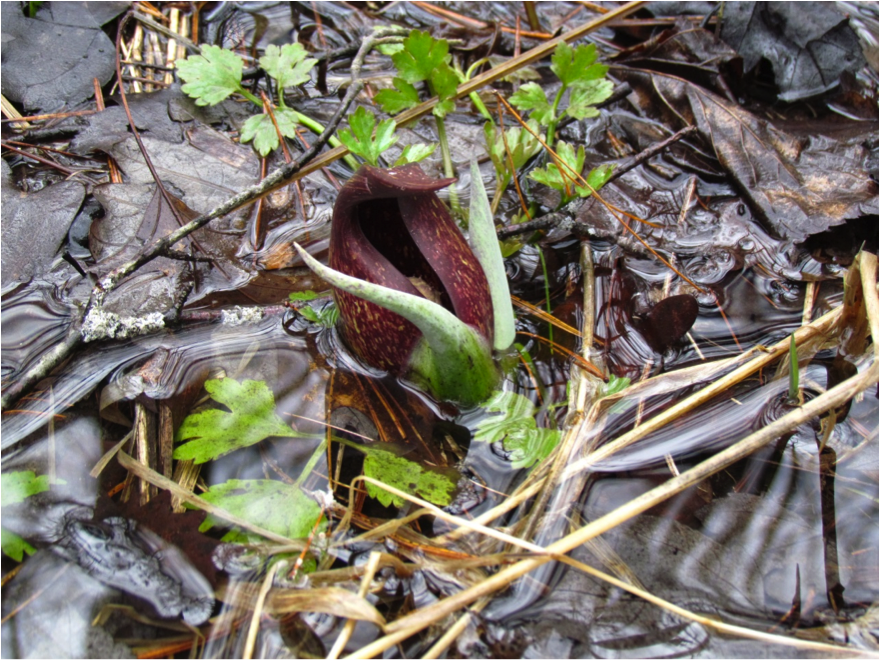 Early blooming skunk cabbage