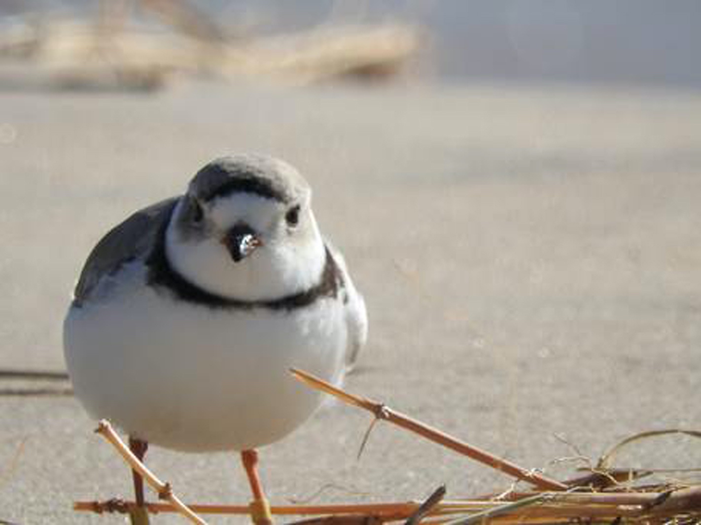 Piping Plover at Flower Creek Dunes