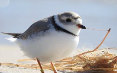 Comm-0516-Piping-Plover-at-FCD-2-J.-Henemyer-1