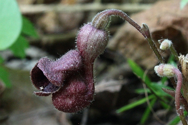 Virginia snakeroot flower