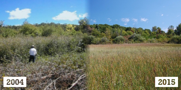 Changes at Lamberton Lake Fen