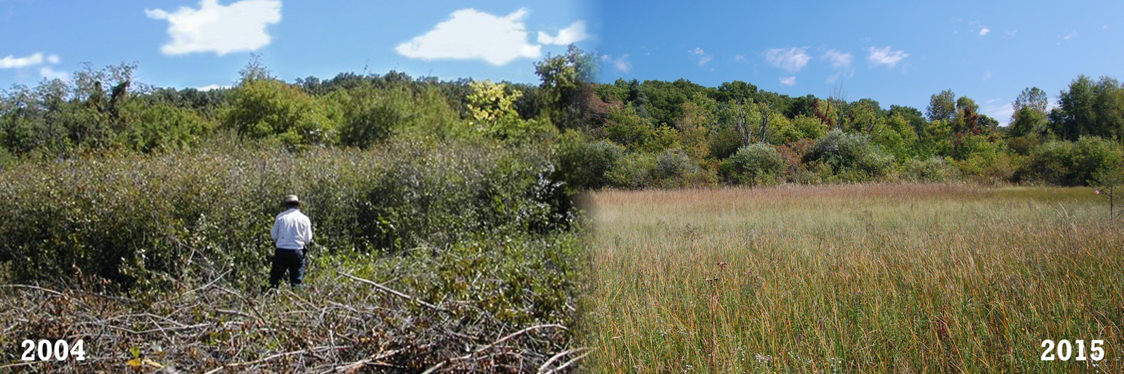 wetland changes