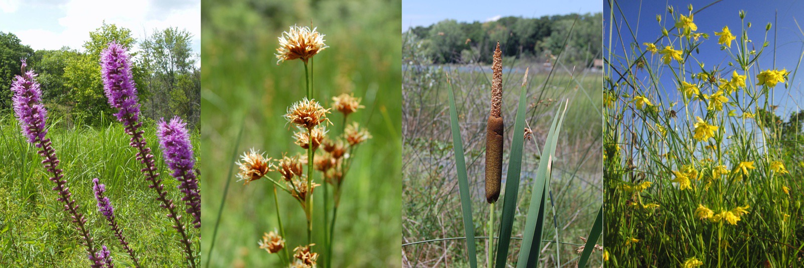 wetland plant life