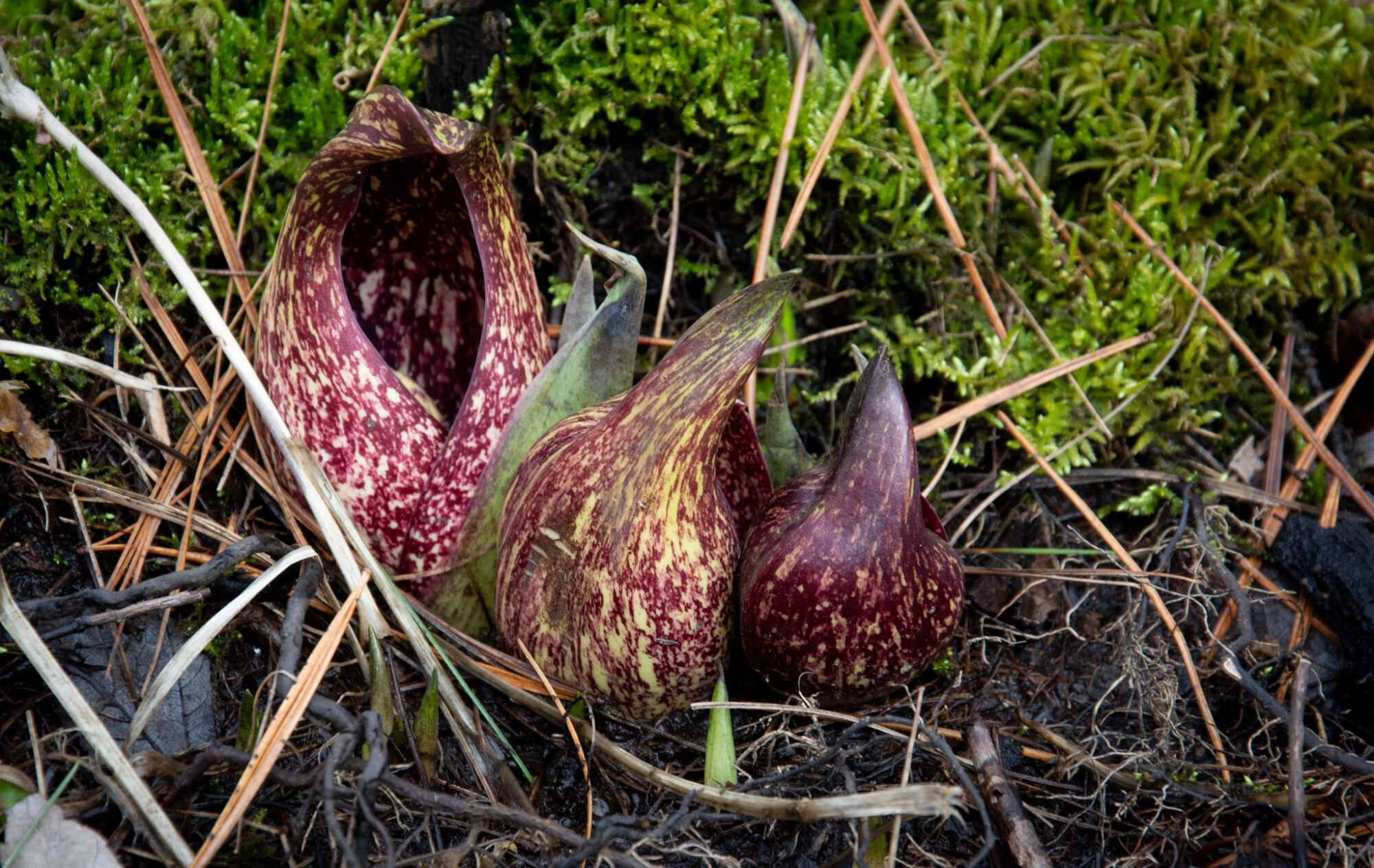 Skunk cabbage flowers emerge from the soil.