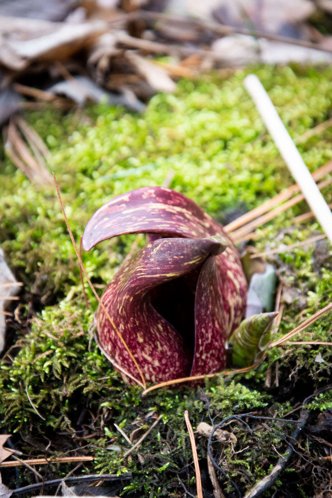 The mottled, purplish spathes of skunk cabbage, Symplocarpus foetidus, emerge from the moss covered earth.