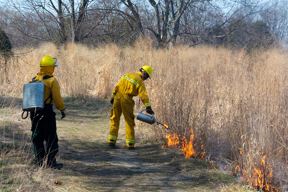 Two prescribed burn volunteers at work at The Highlands. One sets fire to some dry prairie grasses, while the other waits nearby equipped with a water pack.