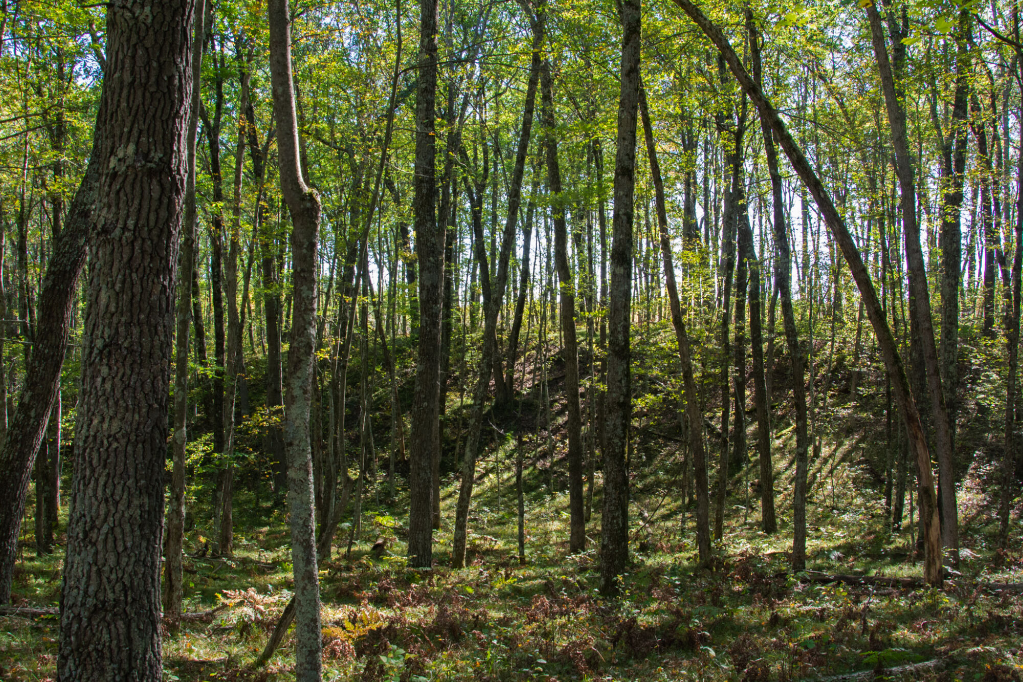 The hilly forest on the Upriver Nature Preserve.