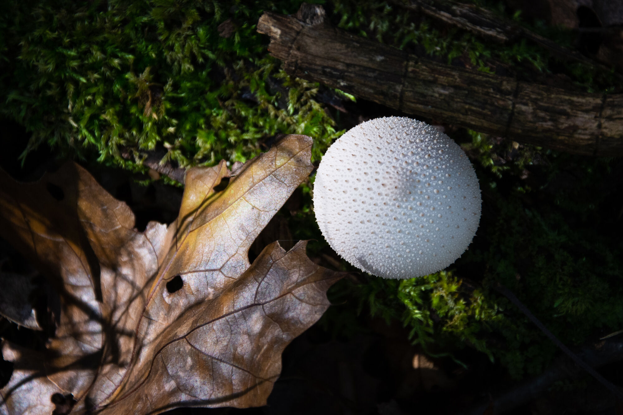 An intricately detailed puffball mushroom next to an oakleaf.
