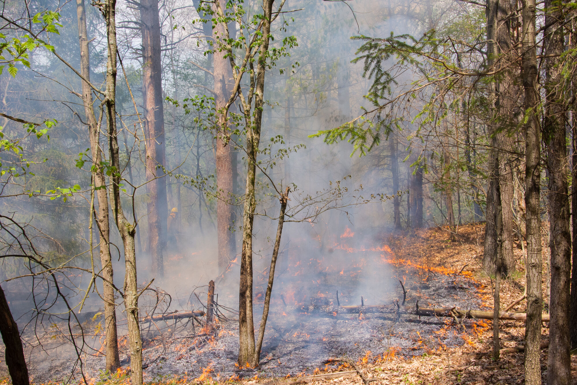 a prescribed burn progresses along the forest floor at B.D. White Nature Preserve