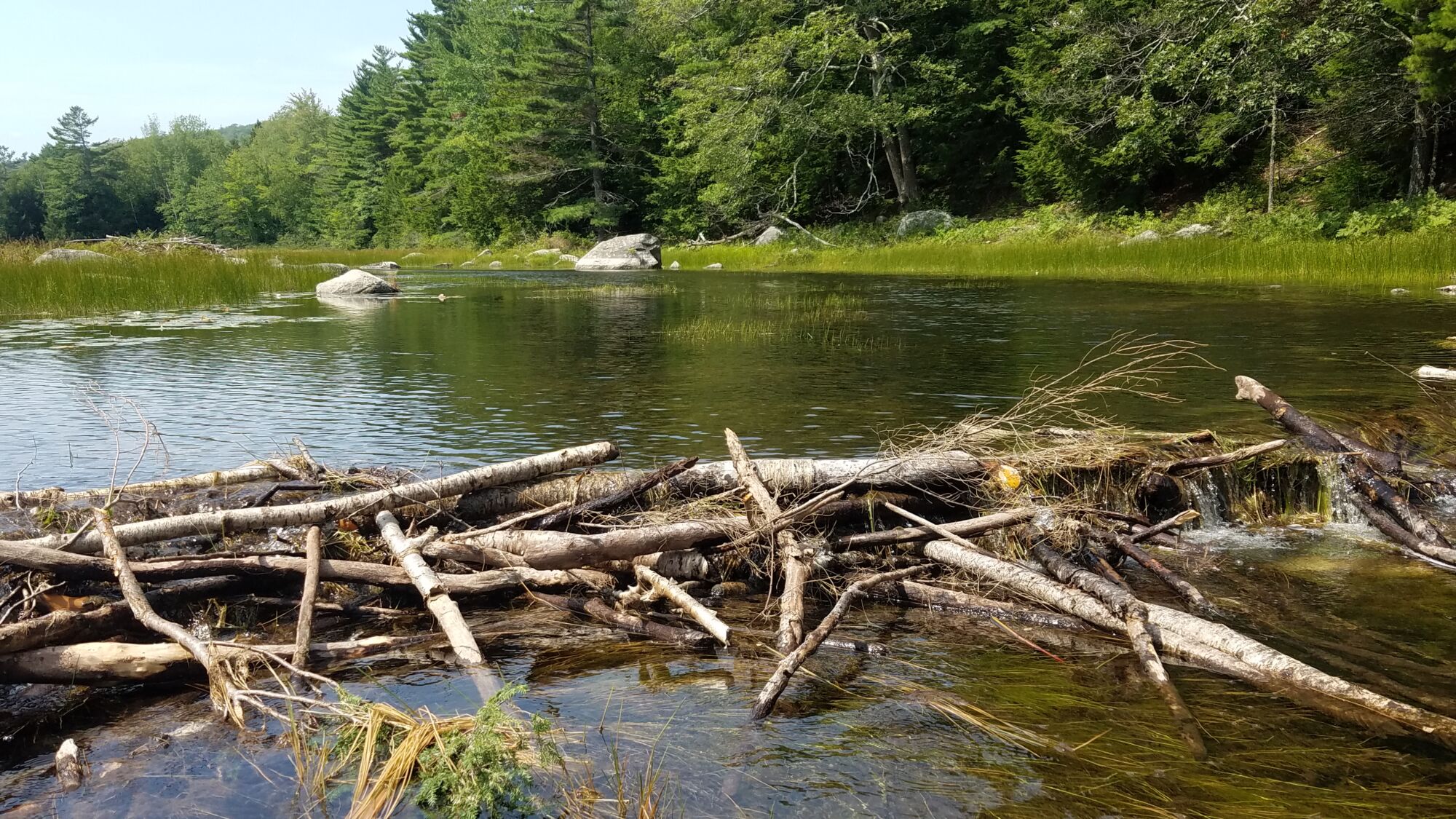 A photo of the early stages of a beaver dam being built in the water.