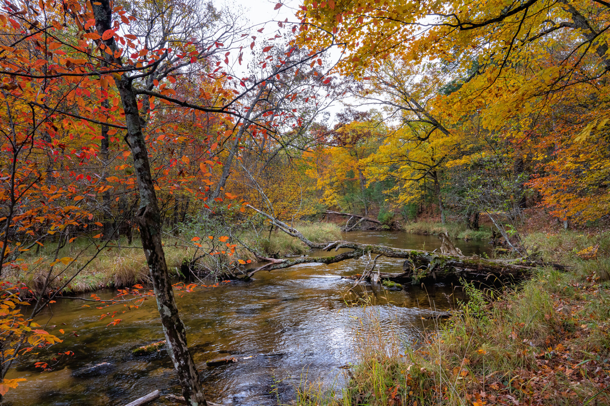 Upriver Nature Preserve - Land Conservancy of West Michigan