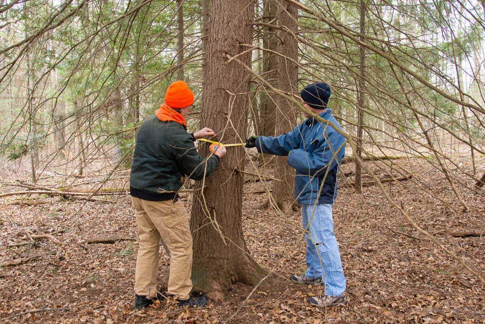 Volunteers measure a hemlock tree for a protective treatment against hemlock woolly adelgid.
