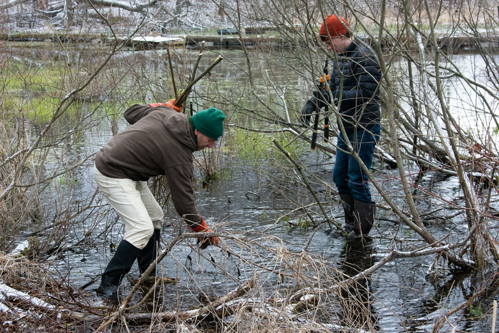 Volunteers plant live stakes at The Highlands