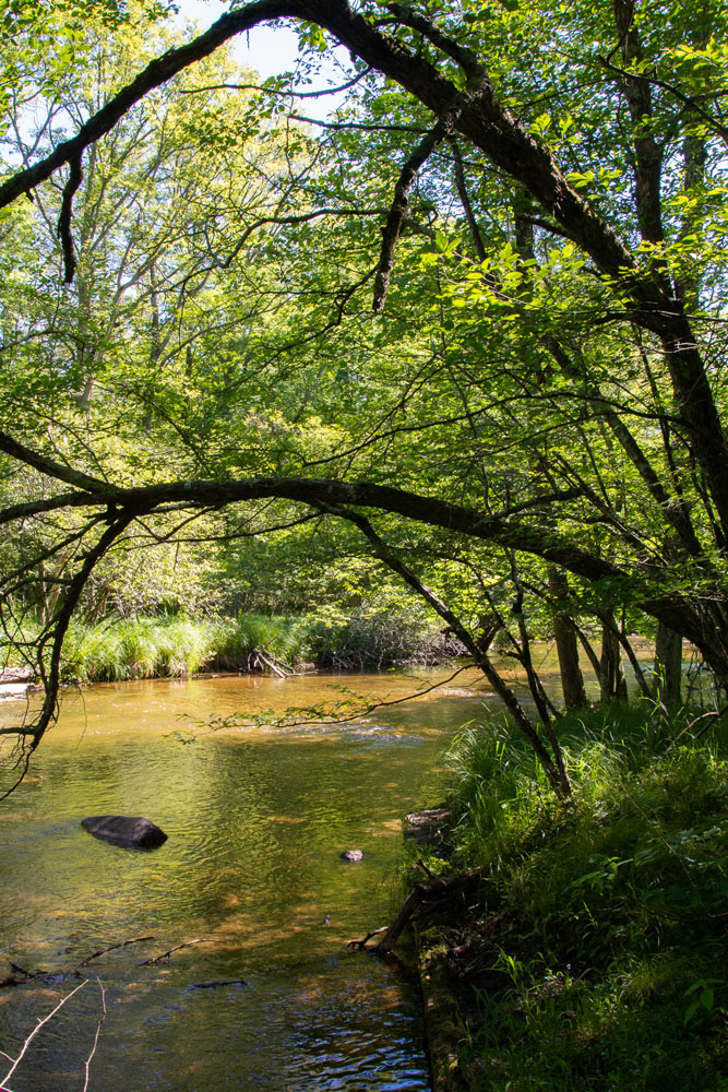 A summer view of the Little South Branch of the Pere Marquette River