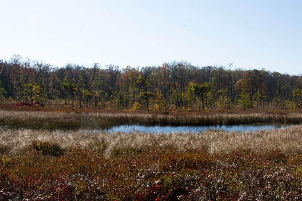 Fall view of the bog at Richmond Woods Nature Preserve