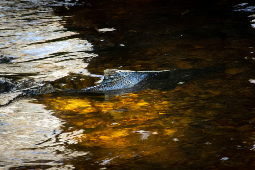 A salmon in the river at Upriver Nature Preserve