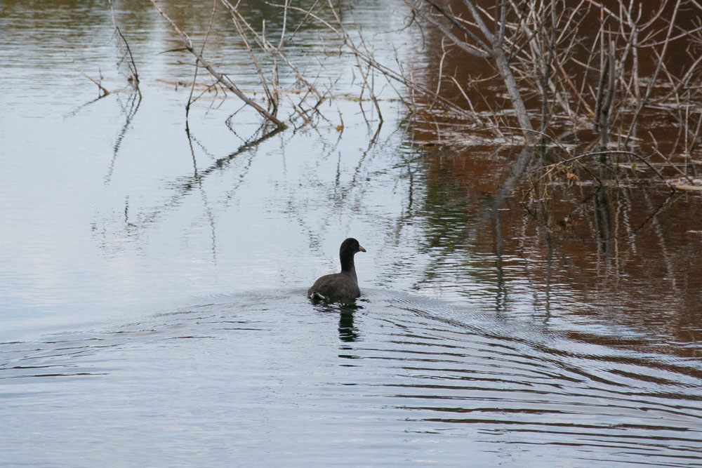 A coot swims in a wetland at The Highlands