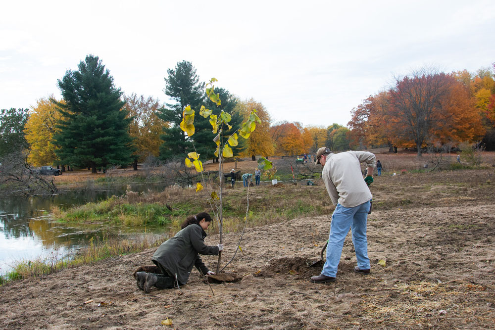 Volunteers plant trees near the stream daylighting project at The Highlands