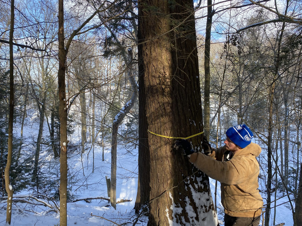 Lucas Dykstra measures a hemlock tree for a protective treatment against hemlock woolly adelgid.
