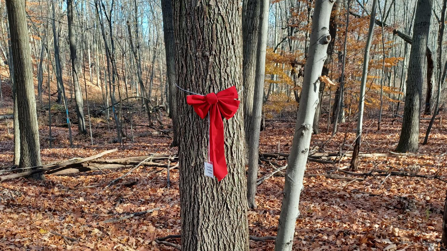 A big red holiday bow hangs on a tree in a nature preserve
